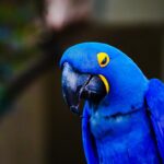 découvrez le concept de dominance : ses significations, ses implications dans divers domaines et son impact sur les relations et comportements.