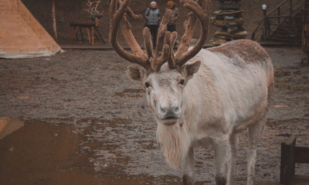 découvrez la culture furry, un univers passionnant où les amateurs de personnages anthropomorphes explorent la créativité, l'expression de soi et la communauté.