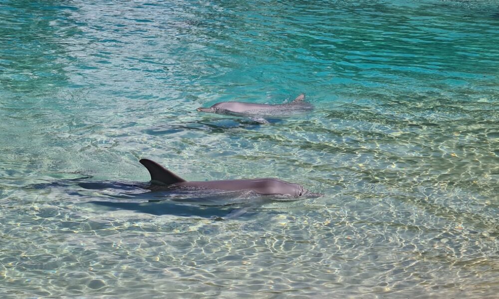 explorez la complexité et la richesse des relations humaines, essentielles à notre bien-être et à notre développement personnel.